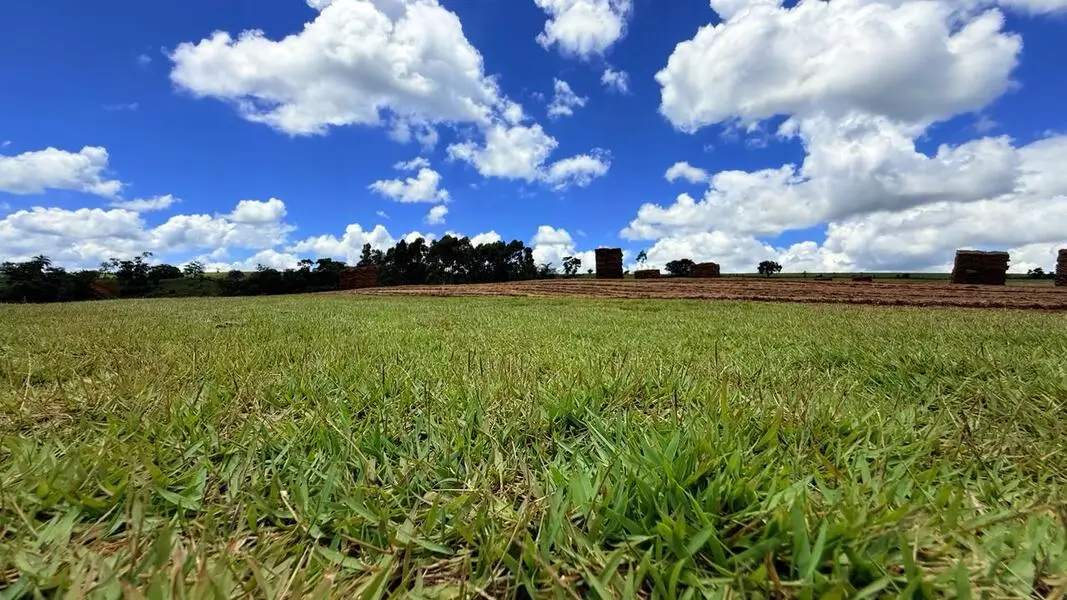 Carregamento de paletes de grama no caminhão, no dia da entrega