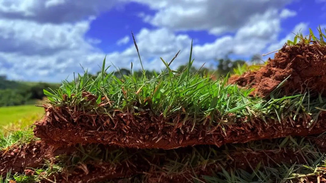 Operação de colheita de grama no campo
